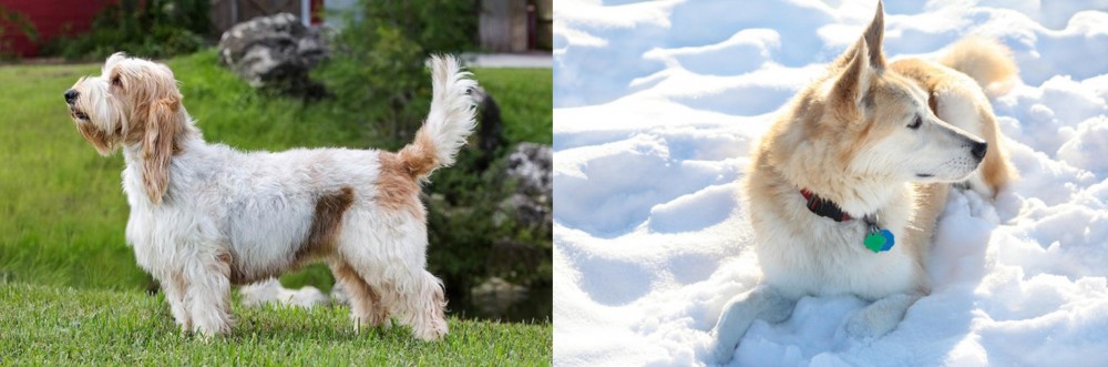 Labrador Husky vs Grand Griffon Vendeen - Breed Comparison