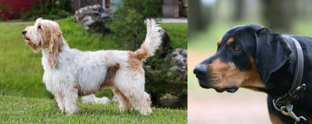Lithuanian Hound vs Grand Griffon Vendeen - Breed Comparison