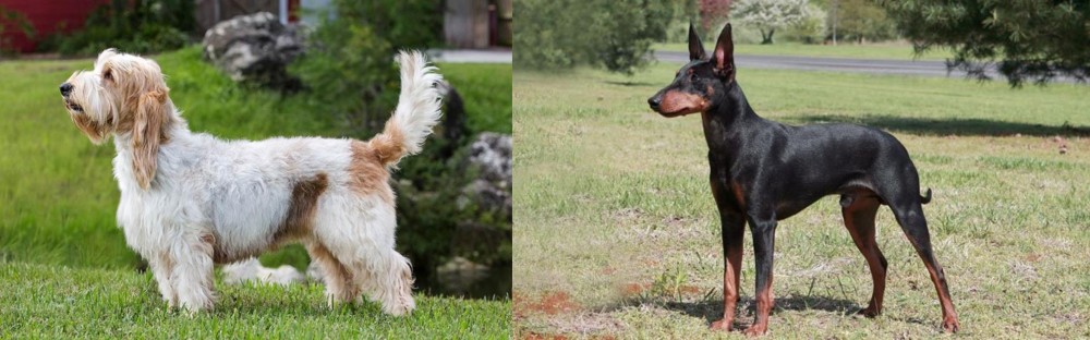 Manchester Terrier vs Grand Griffon Vendeen - Breed Comparison