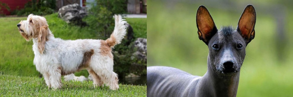 Mexican Hairless vs Grand Griffon Vendeen - Breed Comparison
