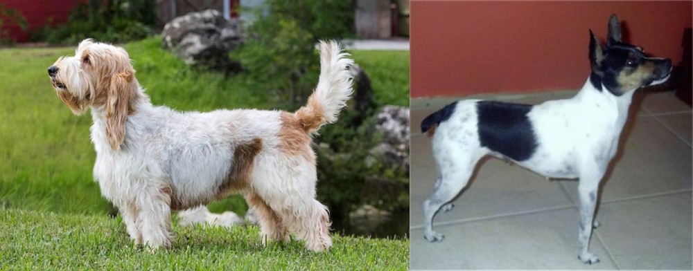 Miniature Fox Terrier vs Grand Griffon Vendeen - Breed Comparison
