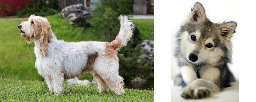Miniature Siberian Husky vs Grand Griffon Vendeen - Breed Comparison