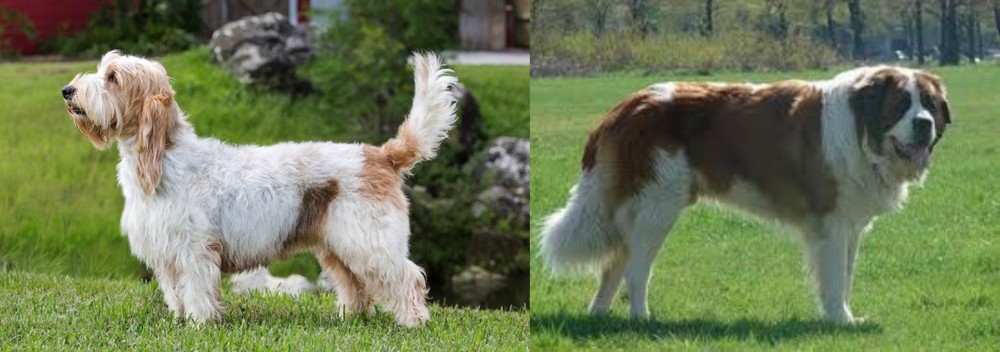 Moscow Watchdog vs Grand Griffon Vendeen - Breed Comparison