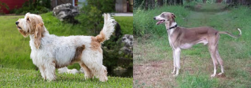 Mudhol Hound vs Grand Griffon Vendeen - Breed Comparison