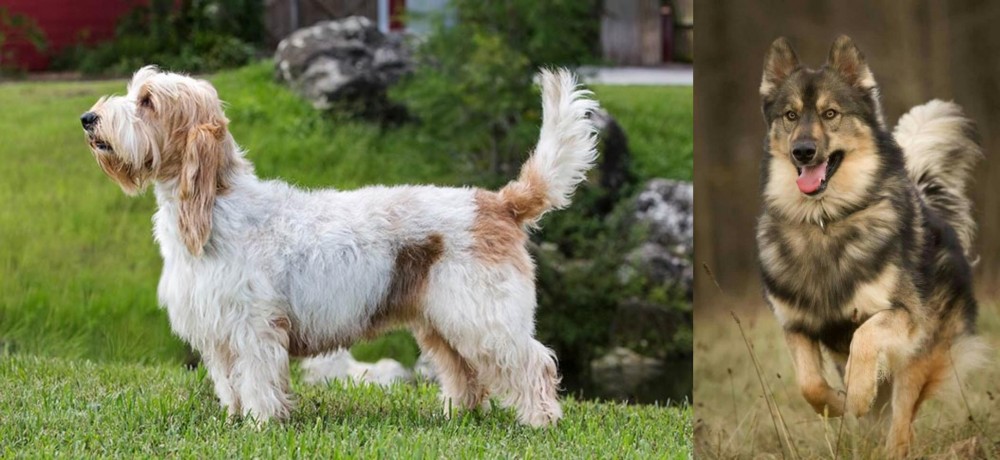 Native American Indian Dog vs Grand Griffon Vendeen - Breed Comparison