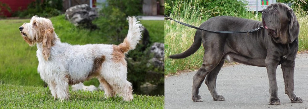 Neapolitan Mastiff vs Grand Griffon Vendeen - Breed Comparison