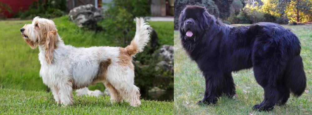 Newfoundland Dog vs Grand Griffon Vendeen - Breed Comparison