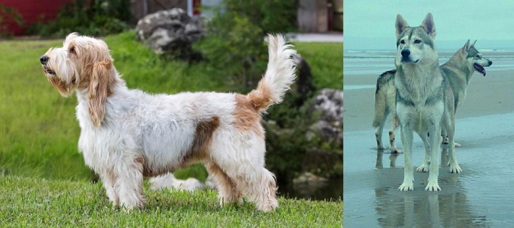 Northern Inuit Dog vs Grand Griffon Vendeen - Breed Comparison