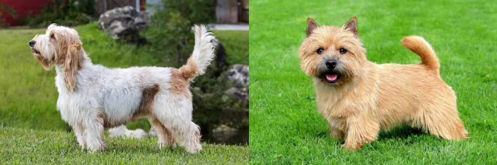 Norwich Terrier vs Grand Griffon Vendeen - Breed Comparison
