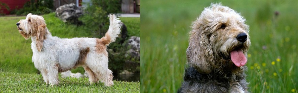 Otterhound vs Grand Griffon Vendeen - Breed Comparison