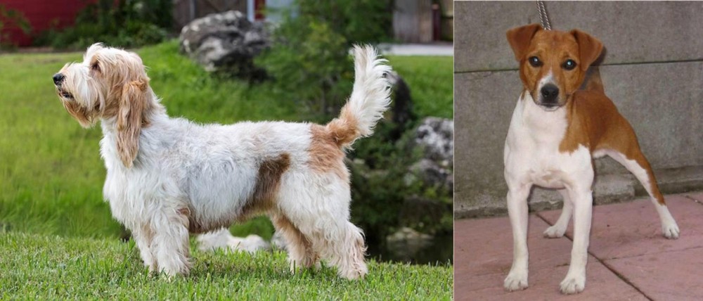 Plummer Terrier vs Grand Griffon Vendeen - Breed Comparison