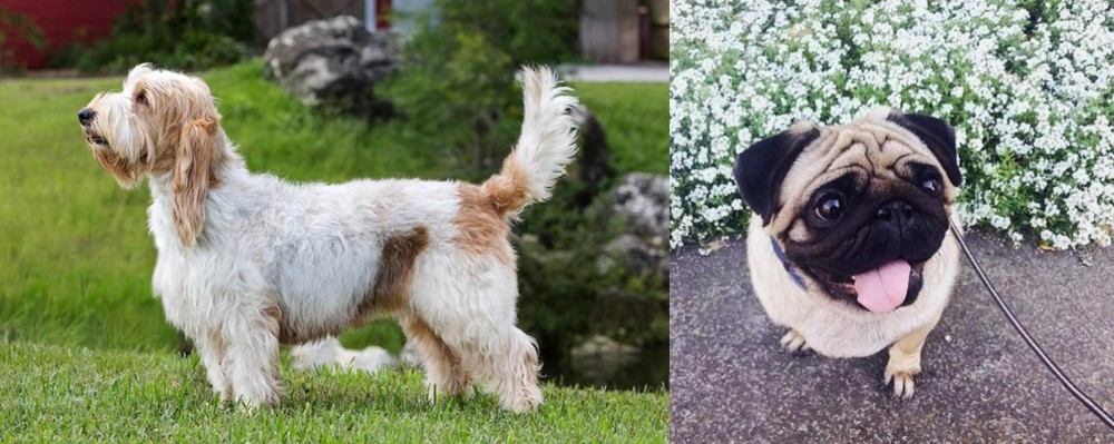 Pug vs Grand Griffon Vendeen - Breed Comparison