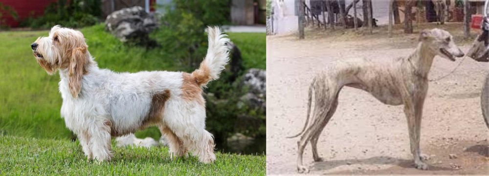 Rampur Greyhound vs Grand Griffon Vendeen - Breed Comparison