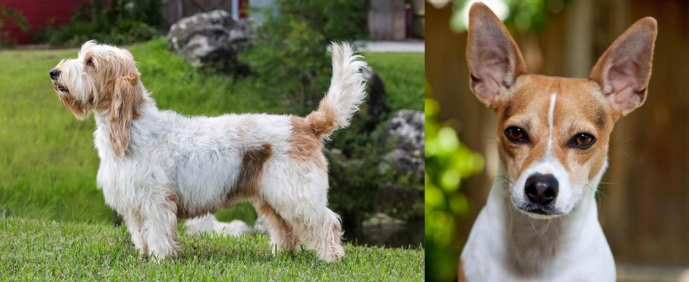 Rat Terrier vs Grand Griffon Vendeen - Breed Comparison