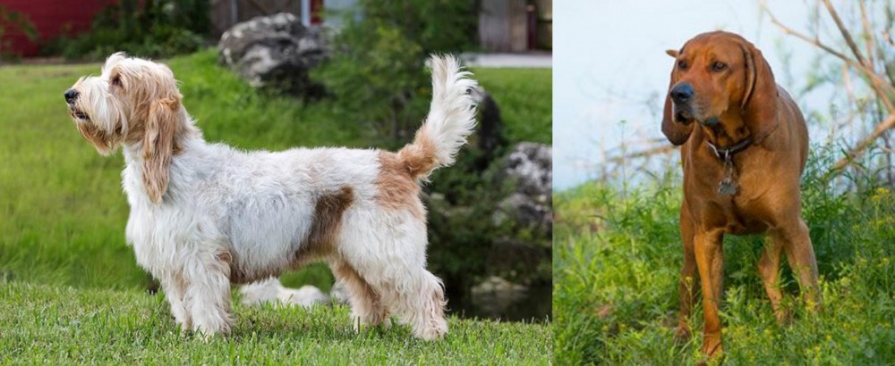 Redbone Coonhound vs Grand Griffon Vendeen - Breed Comparison