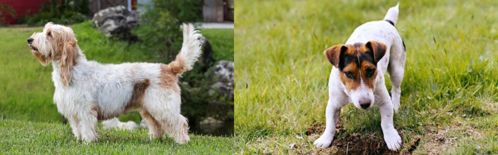 Russell Terrier vs Grand Griffon Vendeen - Breed Comparison