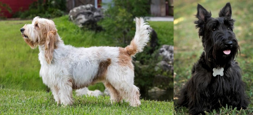 Scoland Terrier vs Grand Griffon Vendeen - Breed Comparison