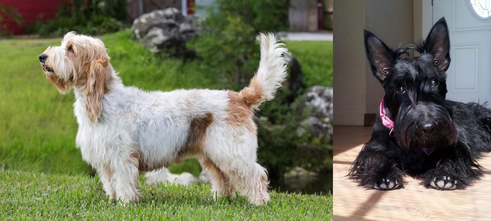 Scottish Terrier vs Grand Griffon Vendeen - Breed Comparison