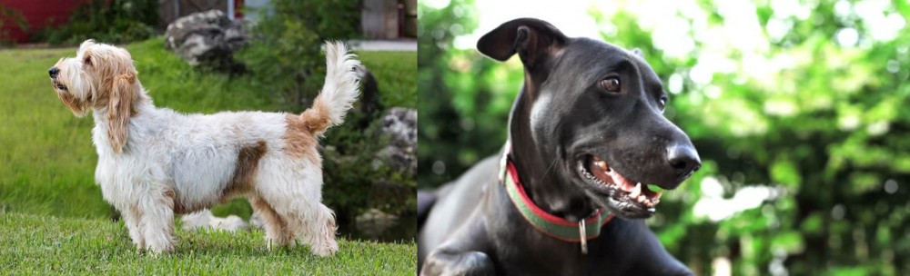 Shepard Labrador vs Grand Griffon Vendeen - Breed Comparison