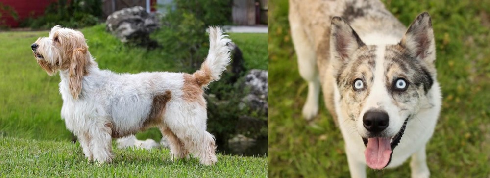 Shepherd Husky vs Grand Griffon Vendeen - Breed Comparison