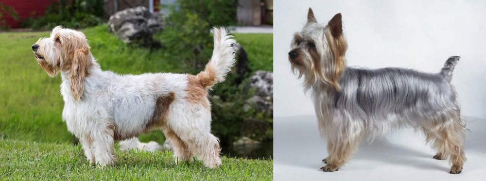 Silky Terrier vs Grand Griffon Vendeen - Breed Comparison