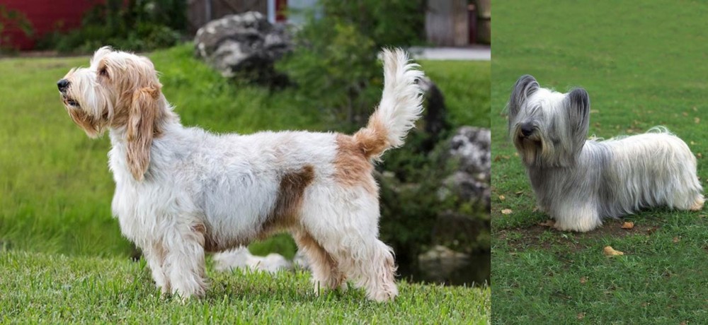 Skye Terrier vs Grand Griffon Vendeen - Breed Comparison