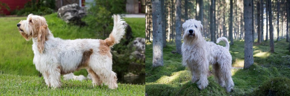 Soft-Coated Wheaten Terrier vs Grand Griffon Vendeen - Breed Comparison