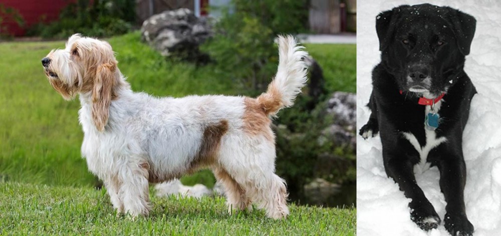 St. John's Water Dog vs Grand Griffon Vendeen - Breed Comparison