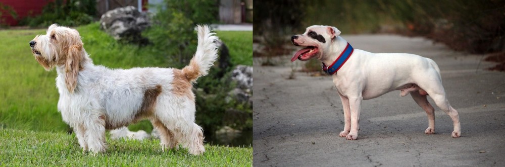 Staffordshire Bull Terrier vs Grand Griffon Vendeen - Breed Comparison