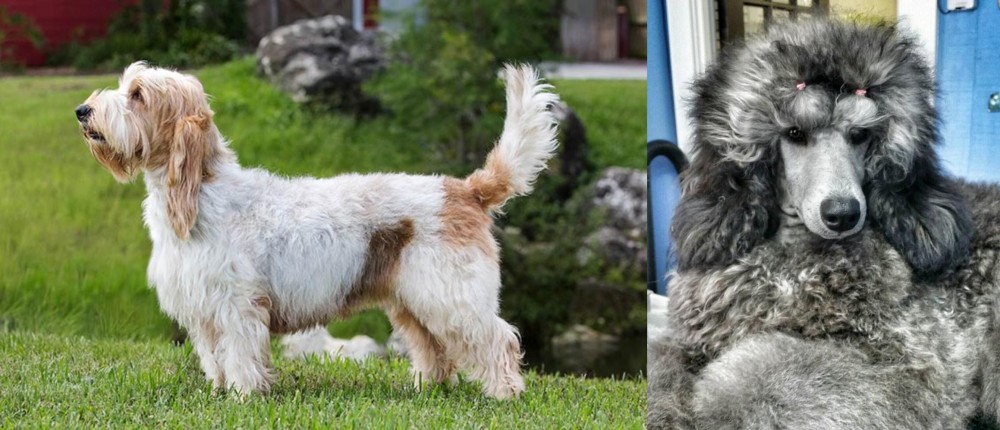 Standard Poodle vs Grand Griffon Vendeen - Breed Comparison