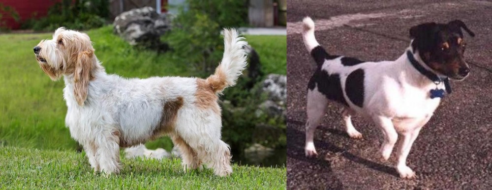 Teddy Roosevelt Terrier vs Grand Griffon Vendeen - Breed Comparison