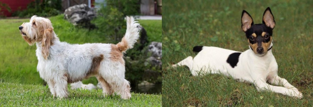 Toy Fox Terrier vs Grand Griffon Vendeen - Breed Comparison
