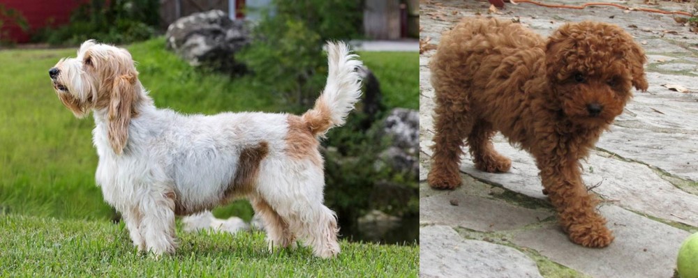 Toy Poodle vs Grand Griffon Vendeen - Breed Comparison