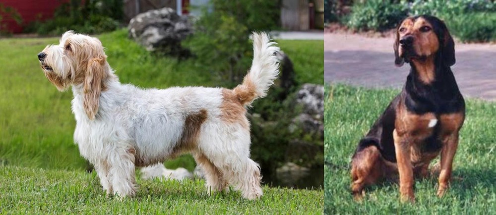 Tyrolean Hound vs Grand Griffon Vendeen - Breed Comparison