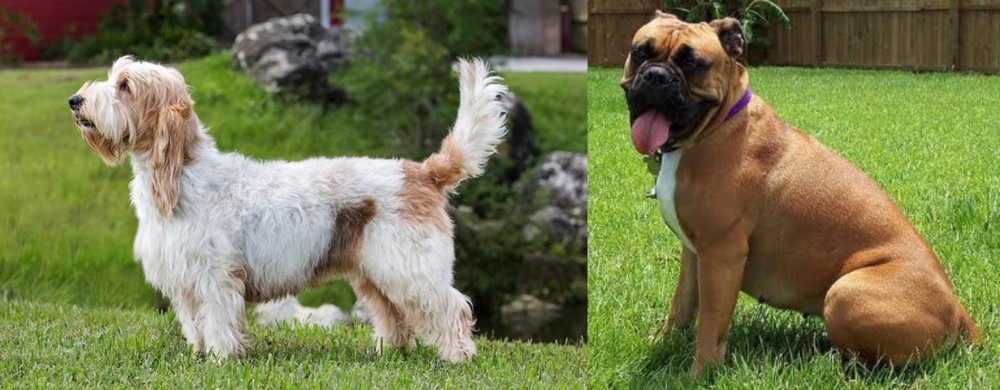 Valley Bulldog vs Grand Griffon Vendeen - Breed Comparison