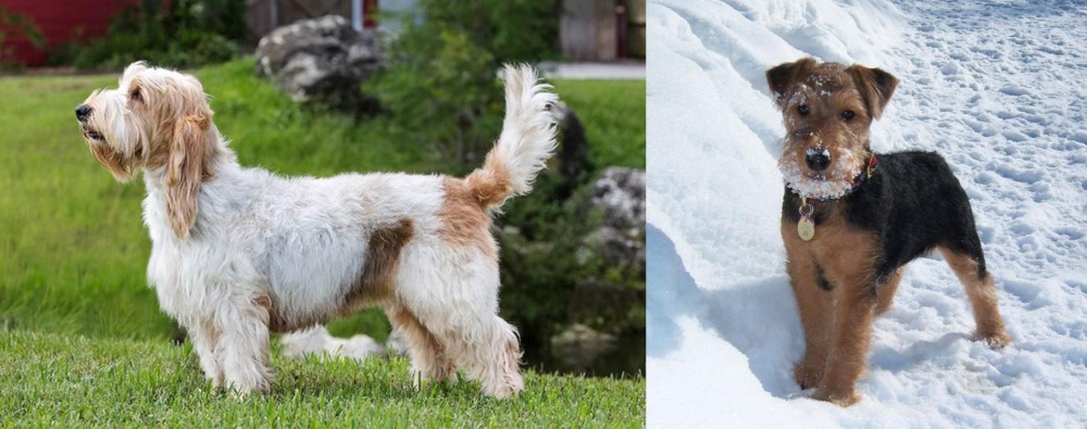 Welsh Terrier vs Grand Griffon Vendeen - Breed Comparison