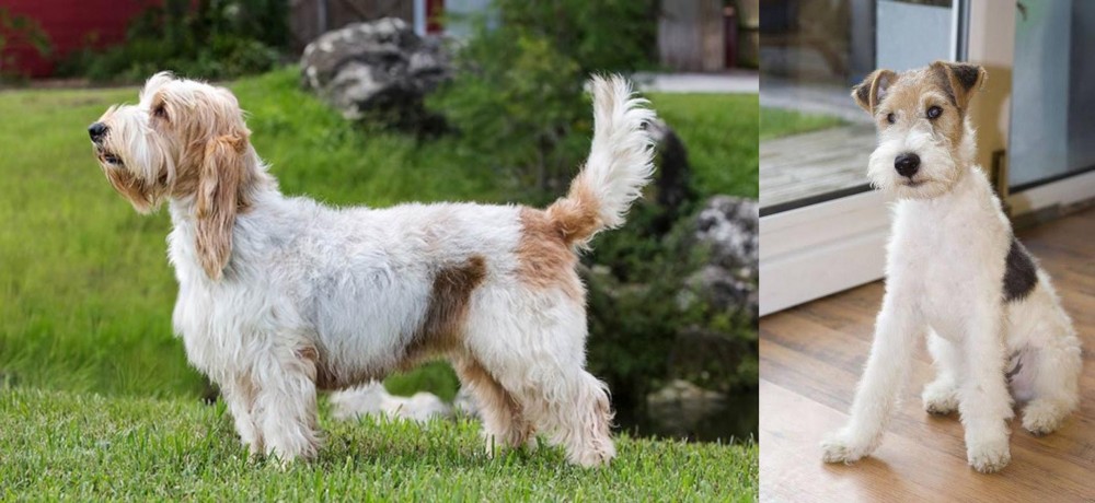 Wire Fox Terrier vs Grand Griffon Vendeen - Breed Comparison
