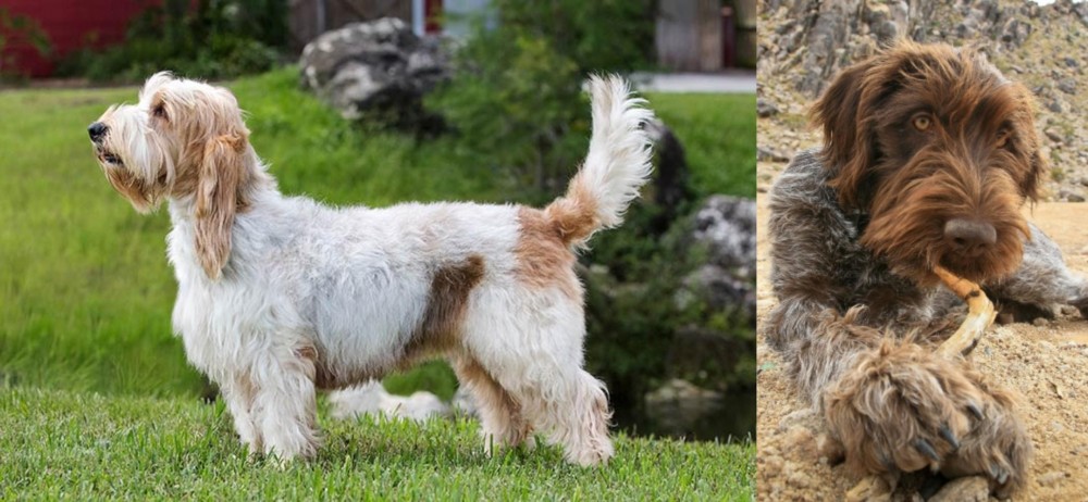 Wirehaired Pointing Griffon vs Grand Griffon Vendeen - Breed Comparison