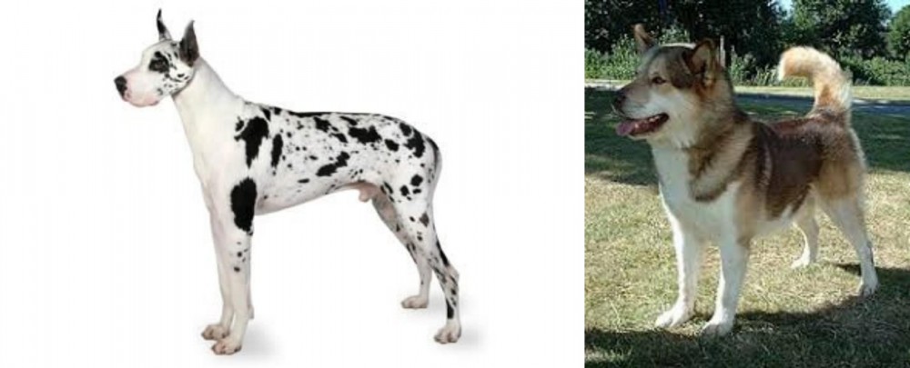 Greenland Dog vs Great Dane - Breed Comparison