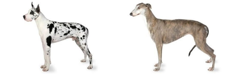 Greyhound vs Great Dane - Breed Comparison