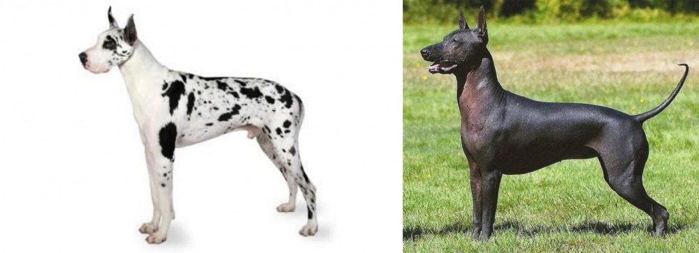 Hairless Khala vs Great Dane - Breed Comparison