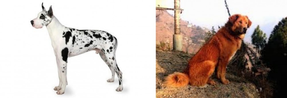 Himalayan Sheepdog vs Great Dane - Breed Comparison