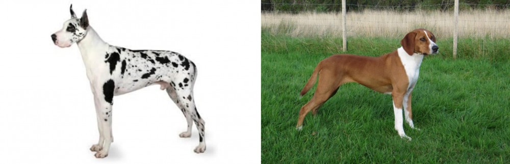 Hygenhund vs Great Dane - Breed Comparison