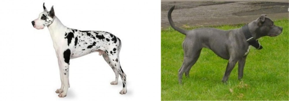 Irish Bull Terrier vs Great Dane - Breed Comparison