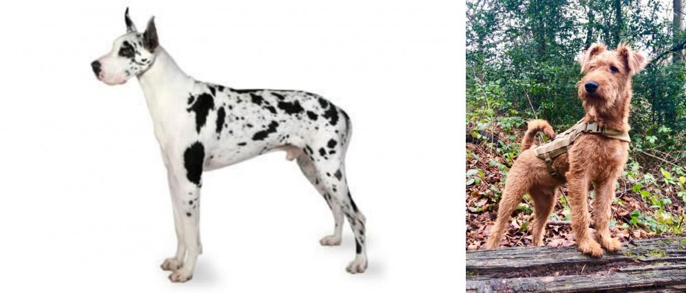 Irish Terrier vs Great Dane - Breed Comparison