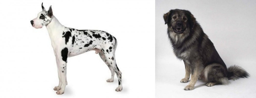 Istrian Sheepdog vs Great Dane - Breed Comparison