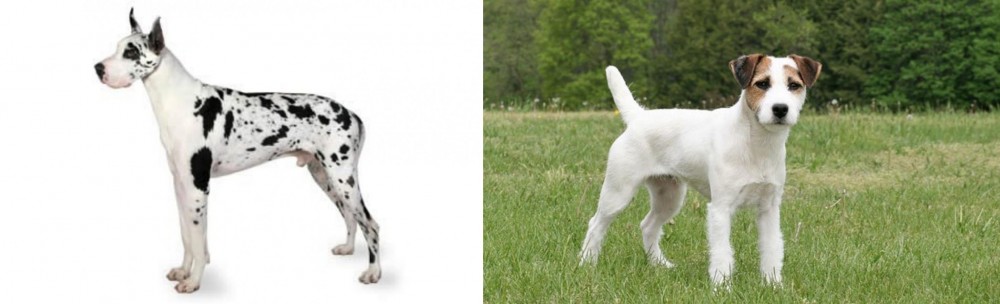 Jack Russell Terrier vs Great Dane - Breed Comparison