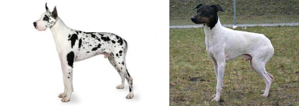 Japanese Terrier vs Great Dane - Breed Comparison