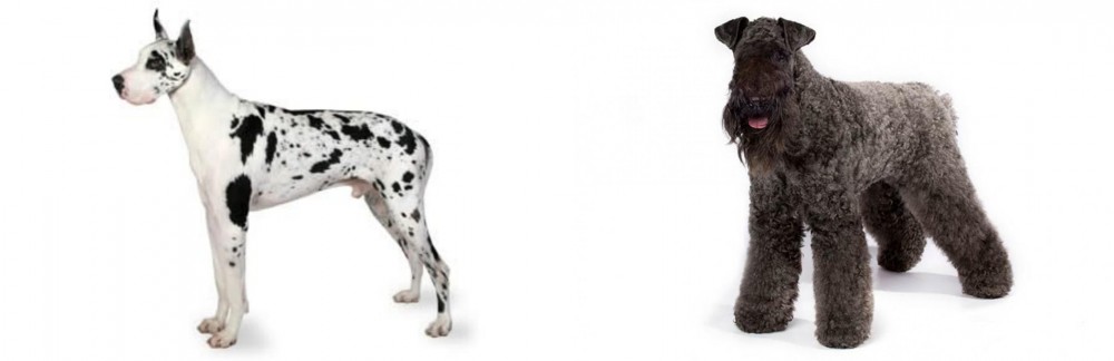 Kerry Blue Terrier vs Great Dane - Breed Comparison