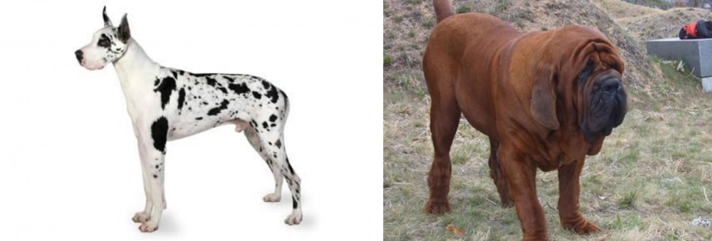Korean Mastiff vs Great Dane - Breed Comparison